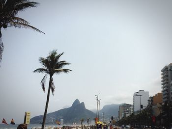 Palm tree by city against clear sky