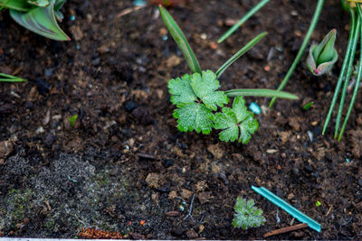 High angle view of small plant growing on field