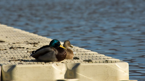 Close-up of bird perching on shore