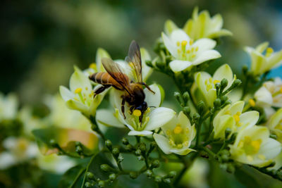 Close-up of bee pollinating on flower