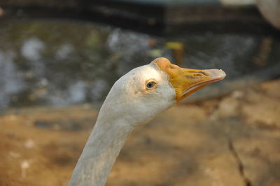 Close-up of bird on lake