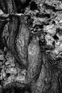 Close-up of tree trunk