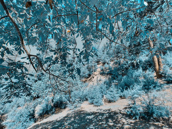 Frozen trees in forest during winter