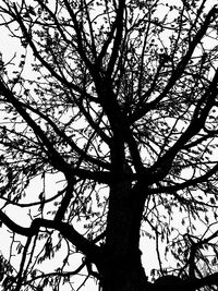 Low angle view of silhouette bare tree against sky