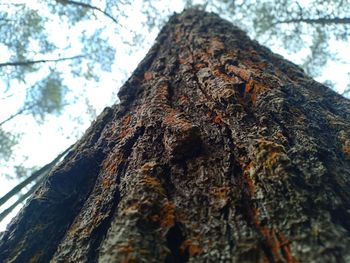 Low angle view of tree trunk