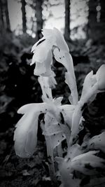 Close-up of white flowers on plant