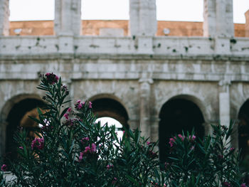 Low angle view of flowering plant against building