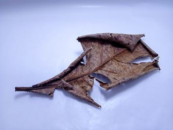 Tasikmalaya, indonesia a leaf that falls from the tree and is exposed to the sun, so it becomes dry