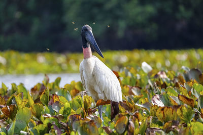 Close-up of bird perching on field