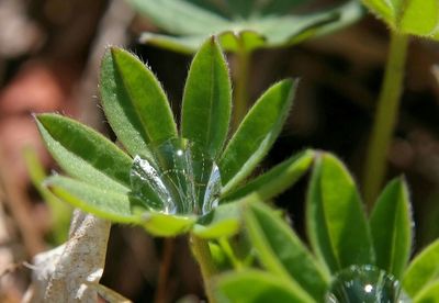 Close-up of water drops on leaf