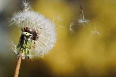 Close-up of dandelion against blurred background