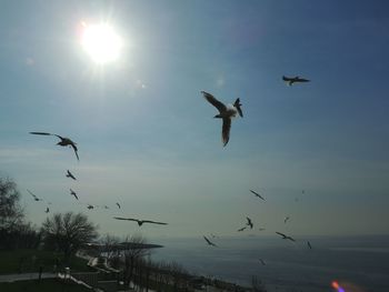 Low angle view of birds flying in sky