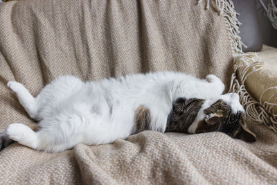 Cute domestic young cat sleeping on back in cozy bed, fall or winter season