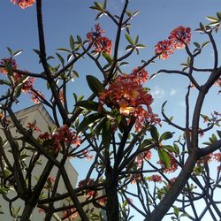 Low angle view of flowering plant against sky