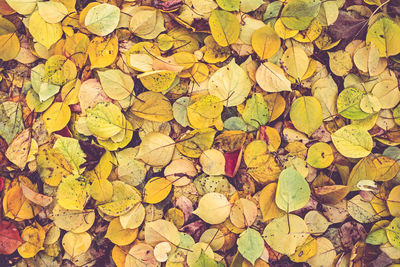 Autumn poplar leaves background