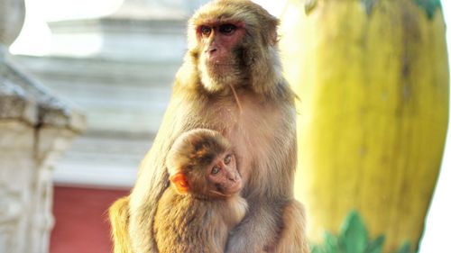 Monkey sitting outdoors