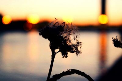 Close-up of silhouette plants at sunset