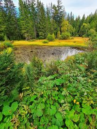 Scenic view of lake in forest