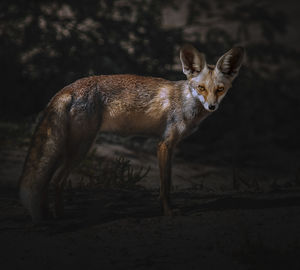 Portrait of fox on field