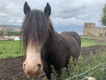 Horse standing on field against the sky