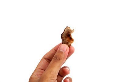 Close-up of hand holding lizard