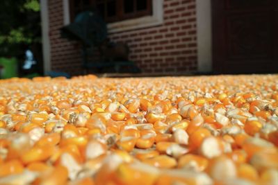 Close-up of corn kernels