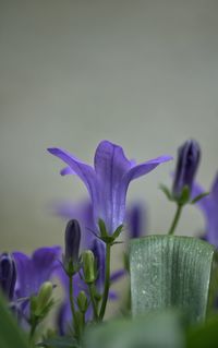 Close-up of purple flowers