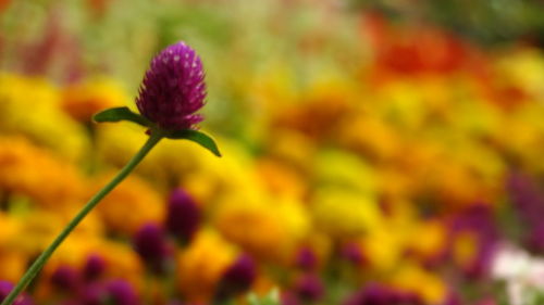 Close-up of purple flowers