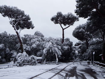 Street amidst trees against sky during winter