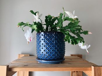 Close-up of potted plant on table against wall