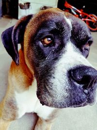 Close-up portrait of dog