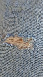 High angle view of an insect