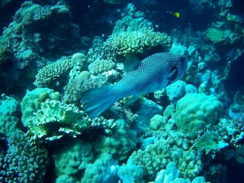 Beautiful tropical fish, marsa alam, egypt
