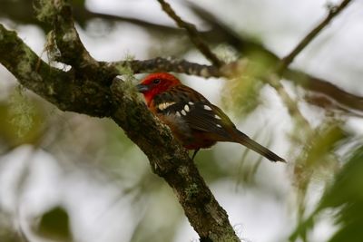 Close-up of bird perching on branch