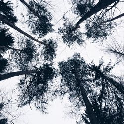 Low angle view of trees against sky