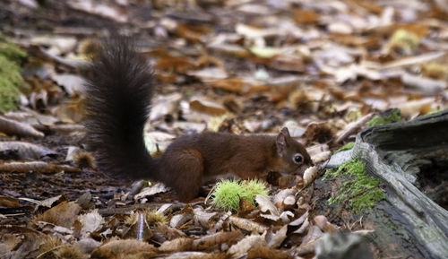 High angle view of squirrel on land