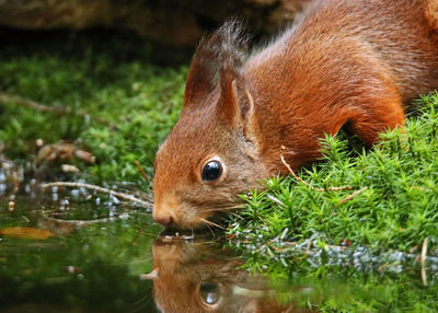 Close-up of rabbit on grass