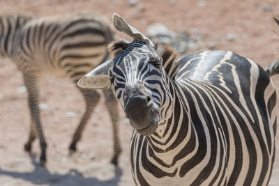 Zebra with her puppy at safari