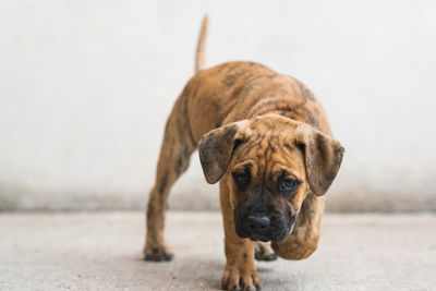 Portrait of a dog on footpath