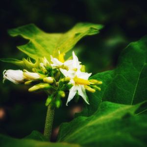 Close-up of yellow flowering plant
