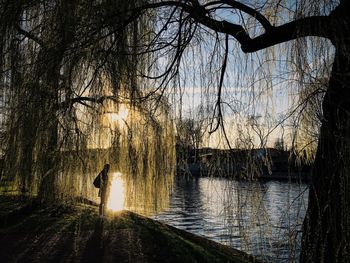 Reflection of trees in water at sunset