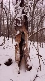 Low section of person standing on snow covered tree