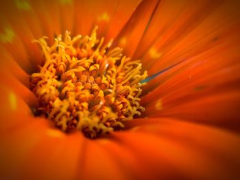 Macro shot of yellow flower