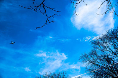 Low angle view of bare tree against blue sky