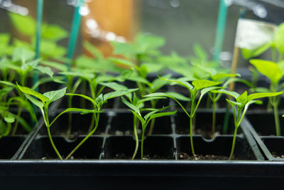 Close-up of potted plant