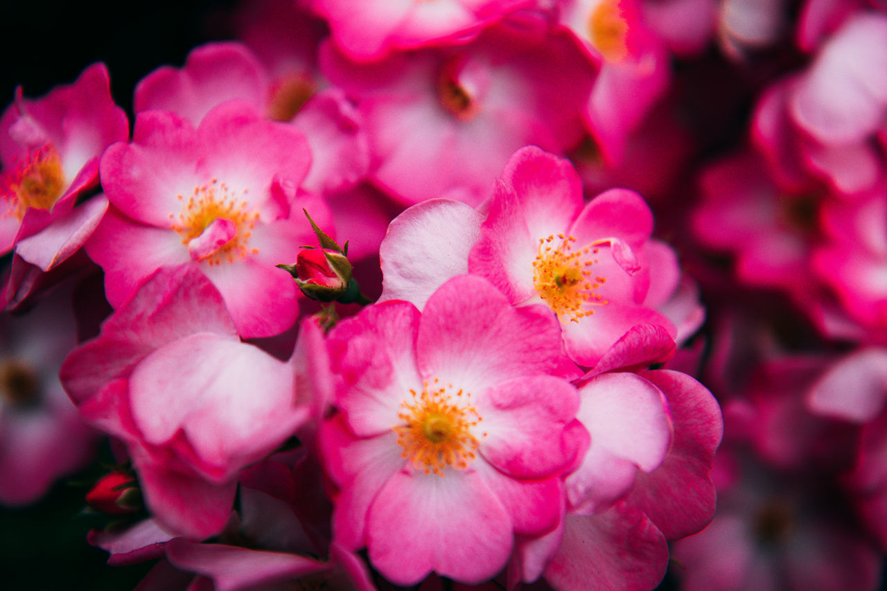 CLOSE-UP OF PINK FLOWERING PLANT