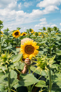 Young woman laughs with sunflower on her face. faceless portrait of young woman in straw hat on