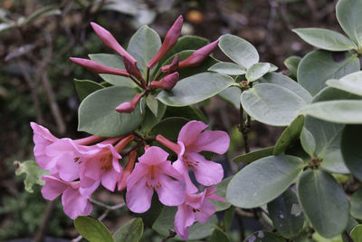 Close-up of flowers blooming on plant