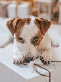 Close-up portrait of a dog at home