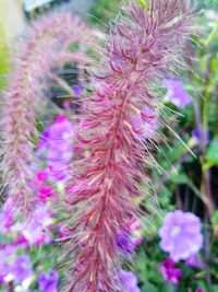 Close-up of pink flowering plant